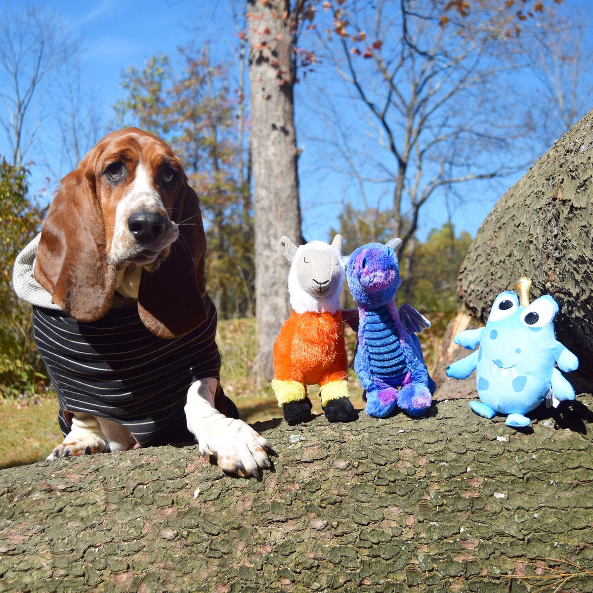 SallyLongDog's tweet photo. My frens are so outdoorsy. #leafpeepers https://t.co/Eah7Z6uEPN