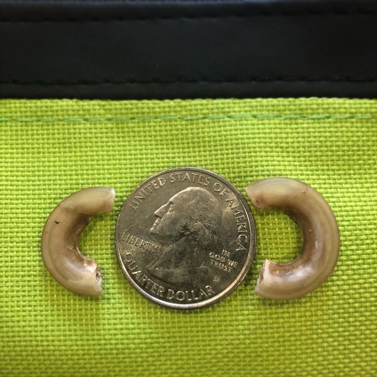 Dew claws can be easy to miss especially on fluffy dogs and cats. The will continue to grow if not trimmed and can embed in the pad or leg. Make sure you don’t miss these guys when trimming nails #CHVC #manipedi #longdognails