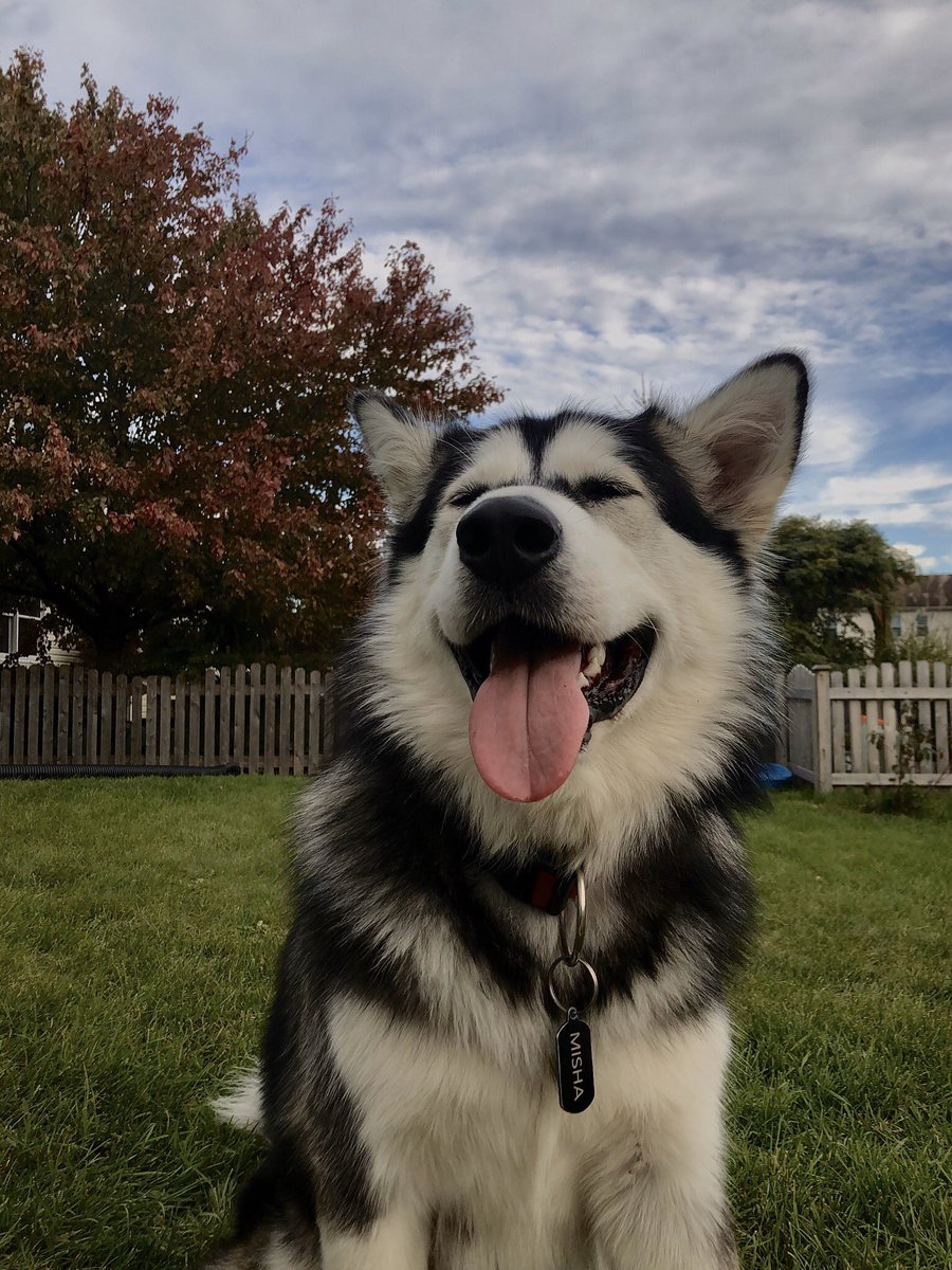lizardzella's tweet photo. misha is enjoying the fall weather :)) https://t.co/OJWcH1LtEy