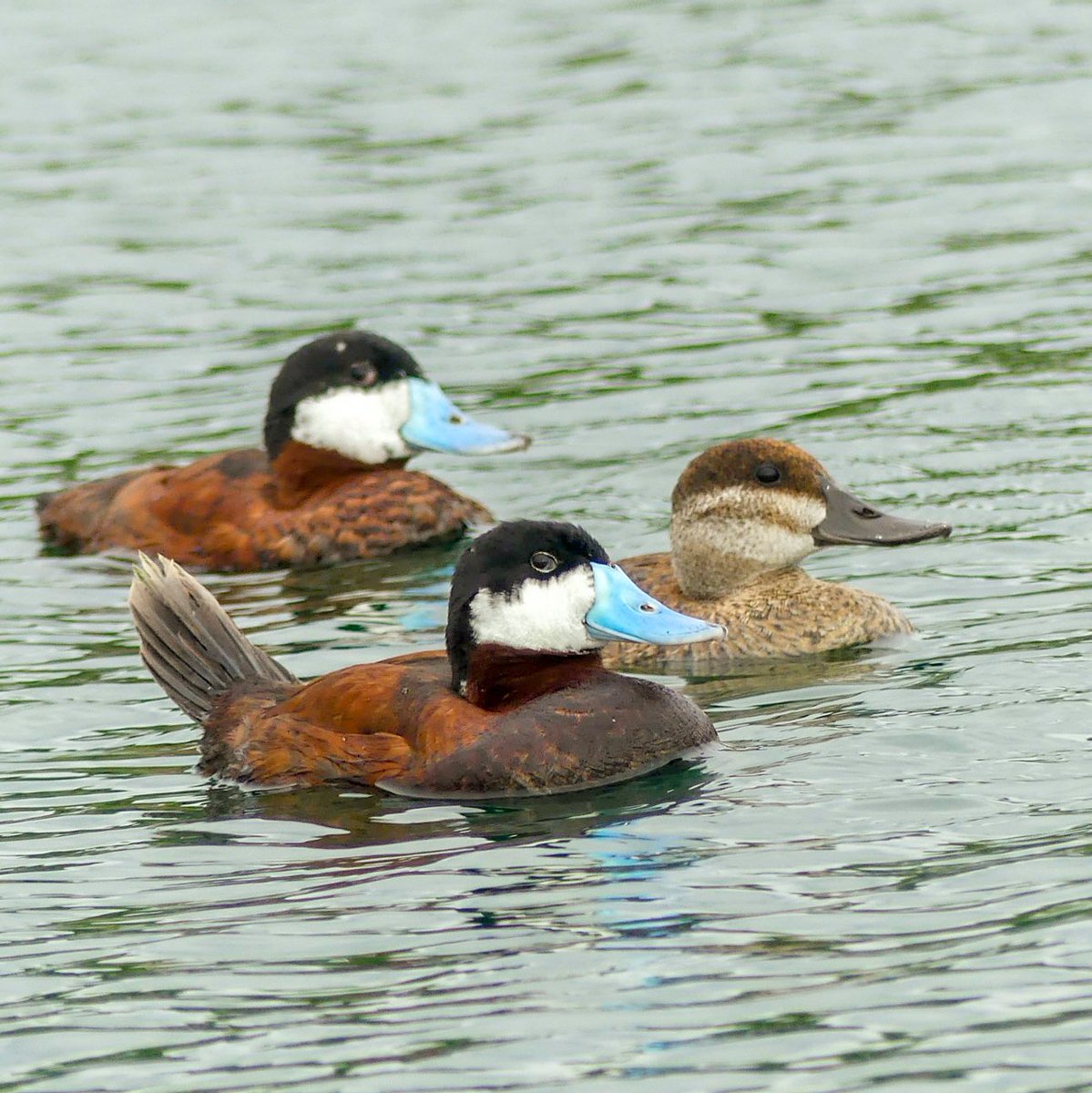 Some Rudy ducks out for a swim. #BirdPhotographyCommunity #birdphotography #birdwatching #birding #naturelovers #lumixfz300