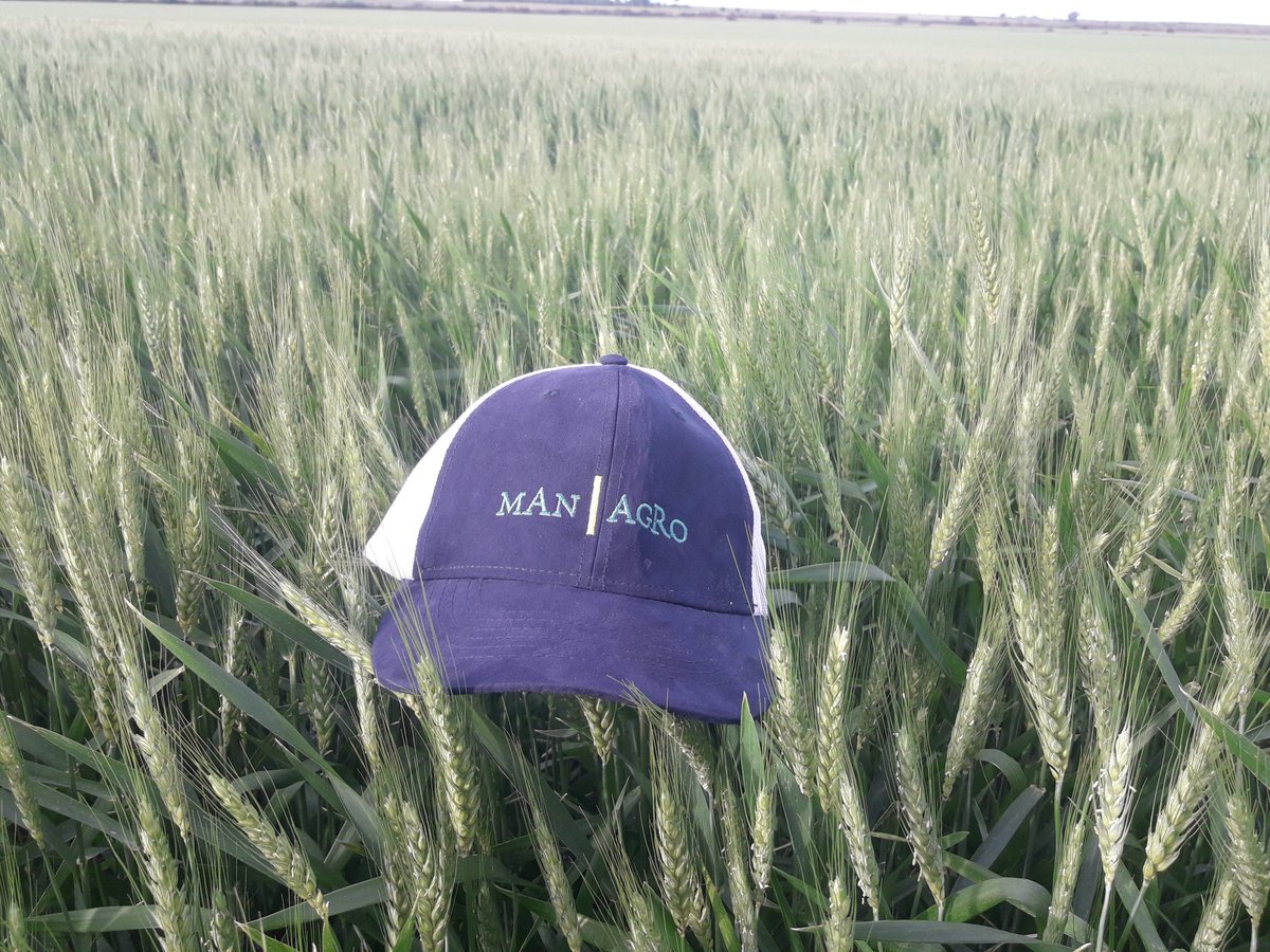 Pero que bien me vino la lluvia...🌾