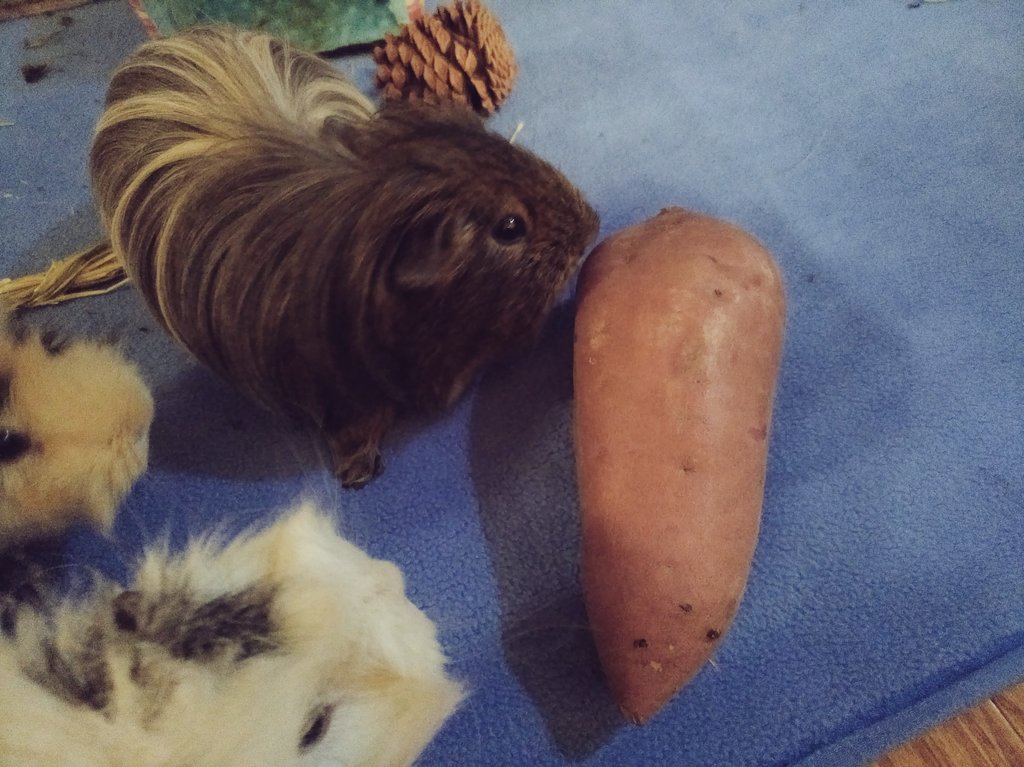 charlie_piggie's tweet photo. OMP we thought Mama came home with another guinea pig 😆😆😆 good thing it's just a root vegetable 🥔 #guineapig #prank #SaturdayKitchen #cute #fluffy #notApig https://t.co/puhtm8z1TT