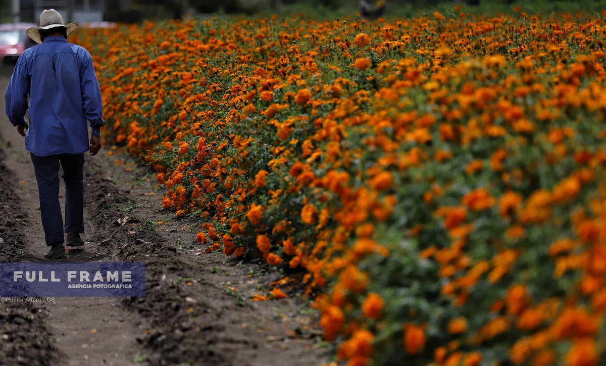 ag_frame's tweet photo. Previo a la celebración de día de muertos, pobladores de San Andrés Cholula en Puebla cosechan flor de Cempasúchil o flor de los muertos, uno de los elementos más importantes de esta celebración.
@hectalfa | Agencia Full Frame
#Cholula #Cempasúchil #fotografia https://t.co/SMZywv7rGK