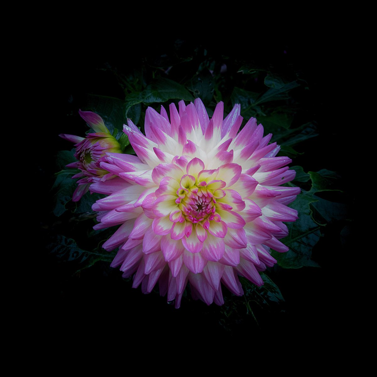 Photorrhorne's tweet photo. Taken on my walk this morning ... using @halidecamera on #iPhoneXSMAX and edited on #iPadPro2017 using @pixelmator Photo with #ApplePencil #shotoniphone https://t.co/nYv9Ym6d8b