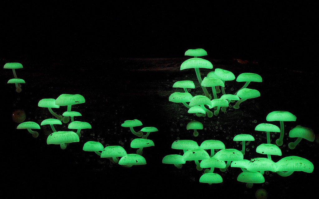 Did you know that #mushrooms can glow in the dark??? In fact, there are over 80 species of #bioluminescent mushrooms found on earth. Pretty #spooky 😱😱😱