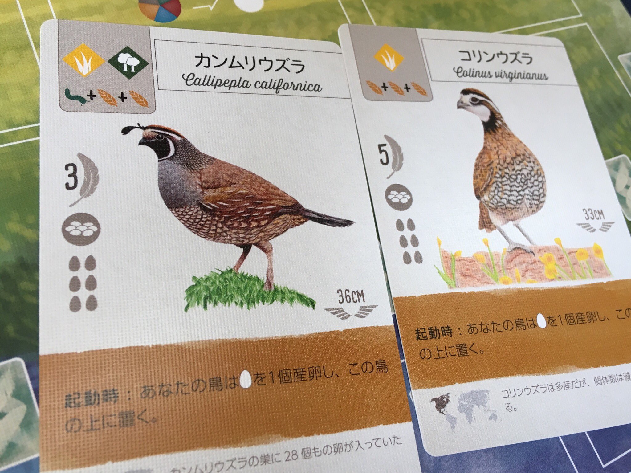 みやみや ウイングスパンを遊んでる方に質問 カンムリウズラやコリンウズラの能力 あなたの鳥は卵を1個産卵し この鳥の上に置く と記載があります これはボードに置かれた鳥全てが卵を産んでこのカードの上に卵を置くということでいいんでしょう