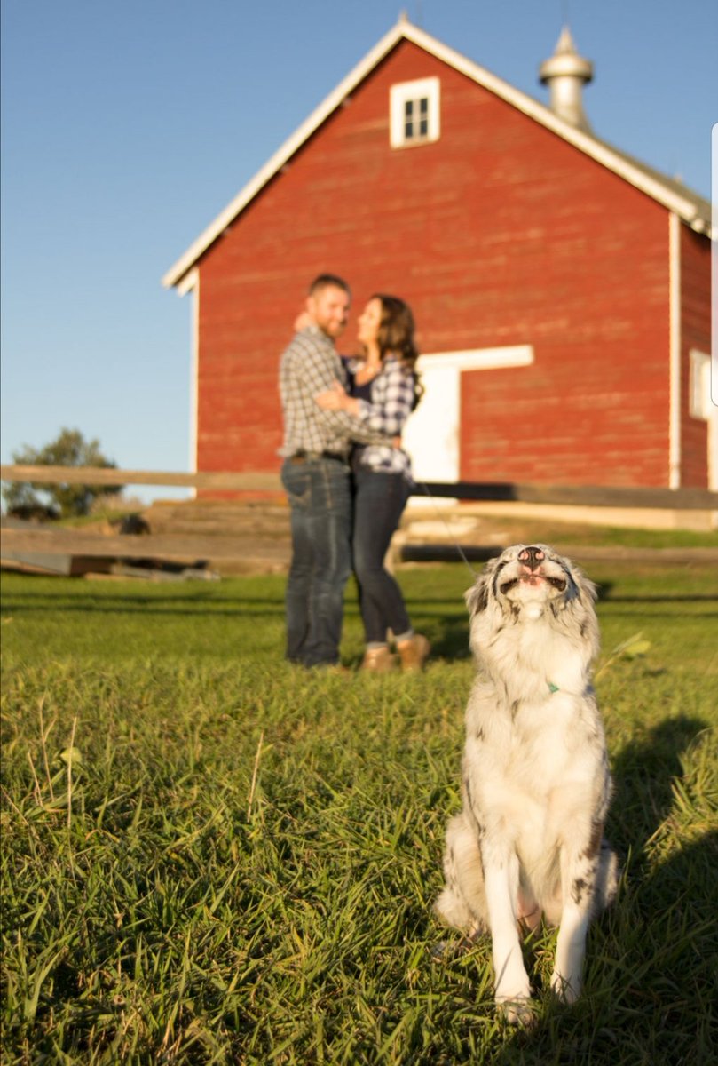 mrs_chmelka's tweet photo. When the photographer tells you to smile vs. Strike-a-pose #dogsoftwitter #dogmom #aussiesoftwitter #bluemerle #standardaussie #australianshepherd https://t.co/nWxJDPVlwP
