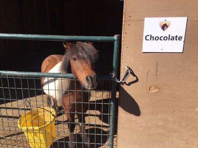 SpiritEvol's tweet photo. The Healing Power of Horses https://t.co/C6DPGJM6JI https://t.co/GQibIsyRqR