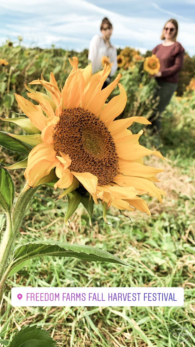 abbeyyoung1_'s tweet photo. 🌻 https://t.co/SBboFSuUCH