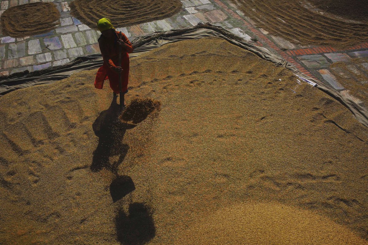A Nepalese farmer dries harvested rice at Bhaktapur, Nepal on Saturday, October 19, 2019.