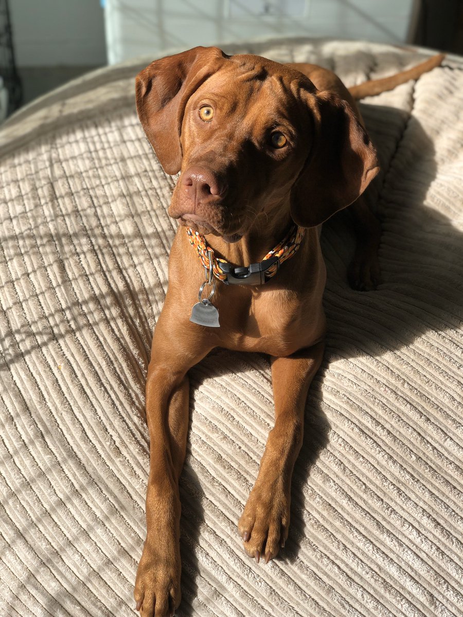 EmilyLay1's tweet photo. If anyone knows of a dog modeling agency HMU.  asking fur a friend https://t.co/w7B0h29xCw