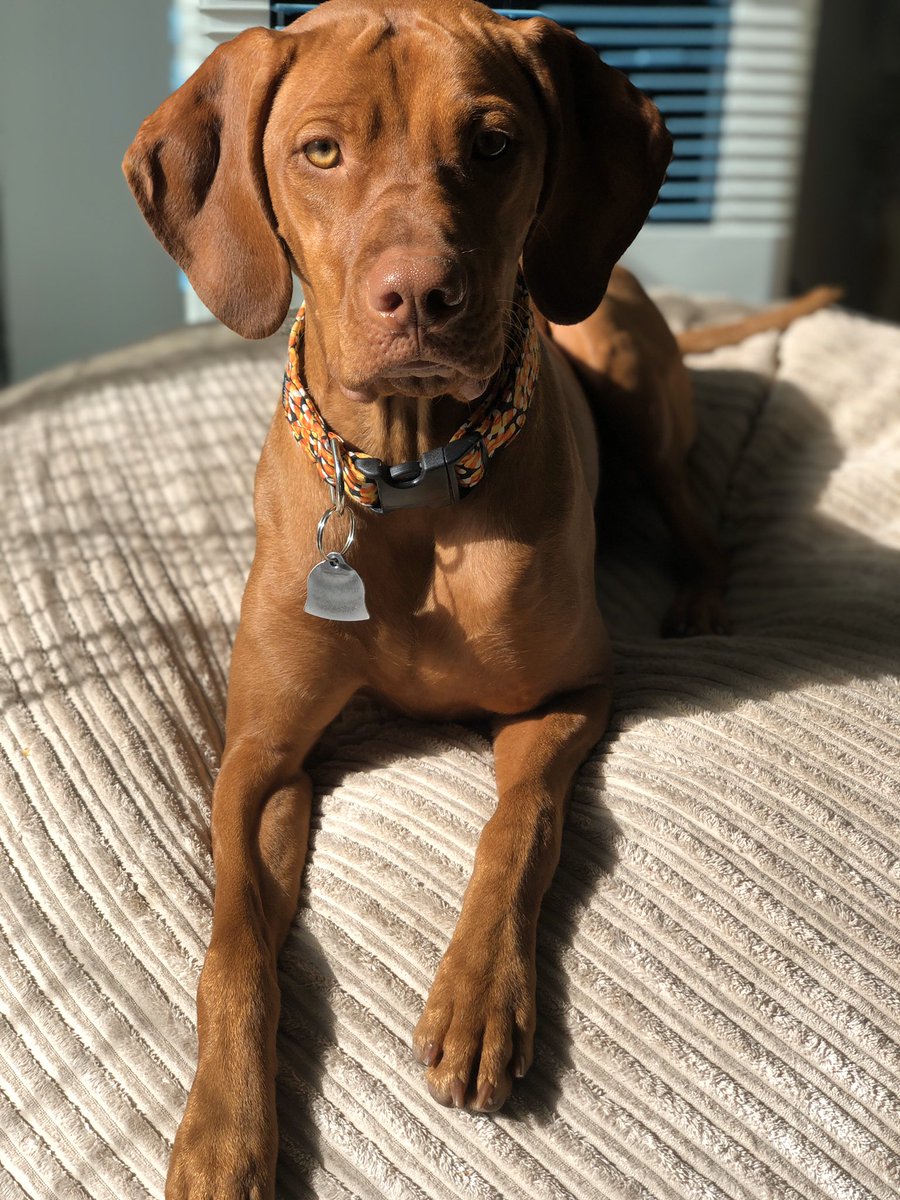 EmilyLay1's tweet photo. If anyone knows of a dog modeling agency HMU.  asking fur a friend https://t.co/w7B0h29xCw