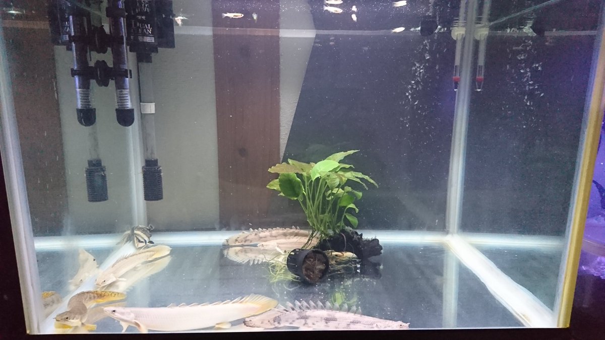 Rinoka 3日前に買ったメダカ100匹 残り僅か