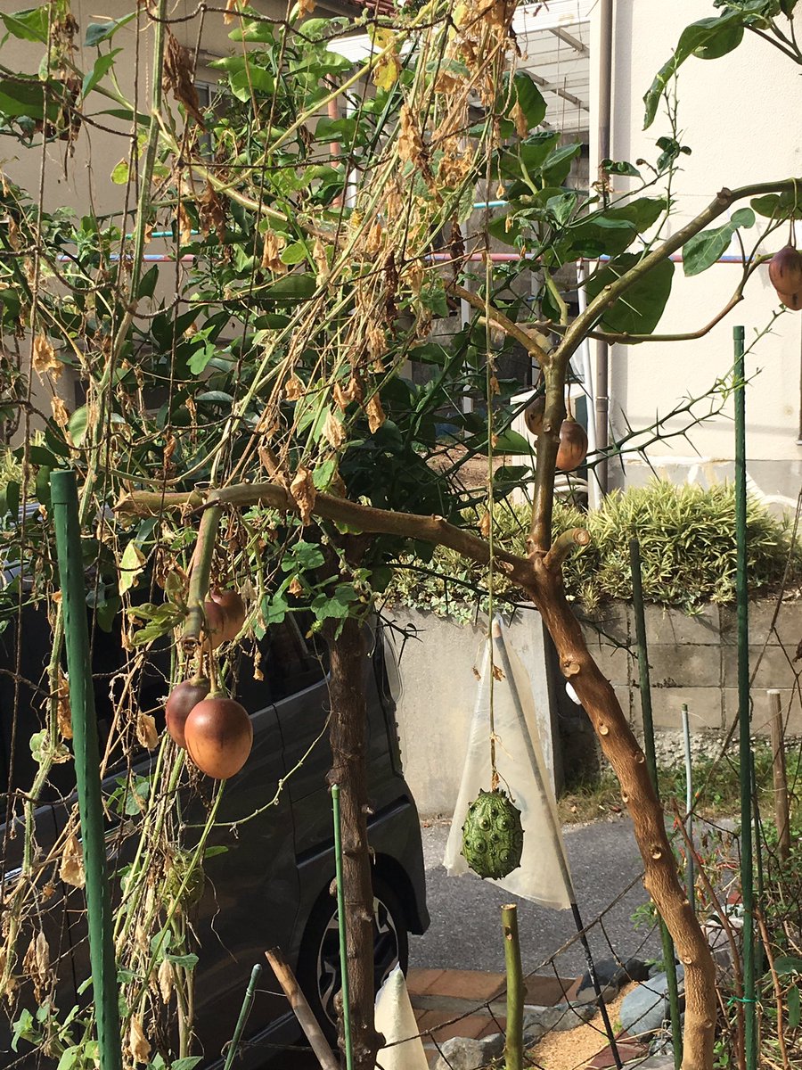 銀塩 塩お好み居酒屋 トマトの木 タマリロ がやっと完熟 キワーノは未だ青いのですが そろそろ蔓を処分して実を切り離し追熟にしようかと思案中