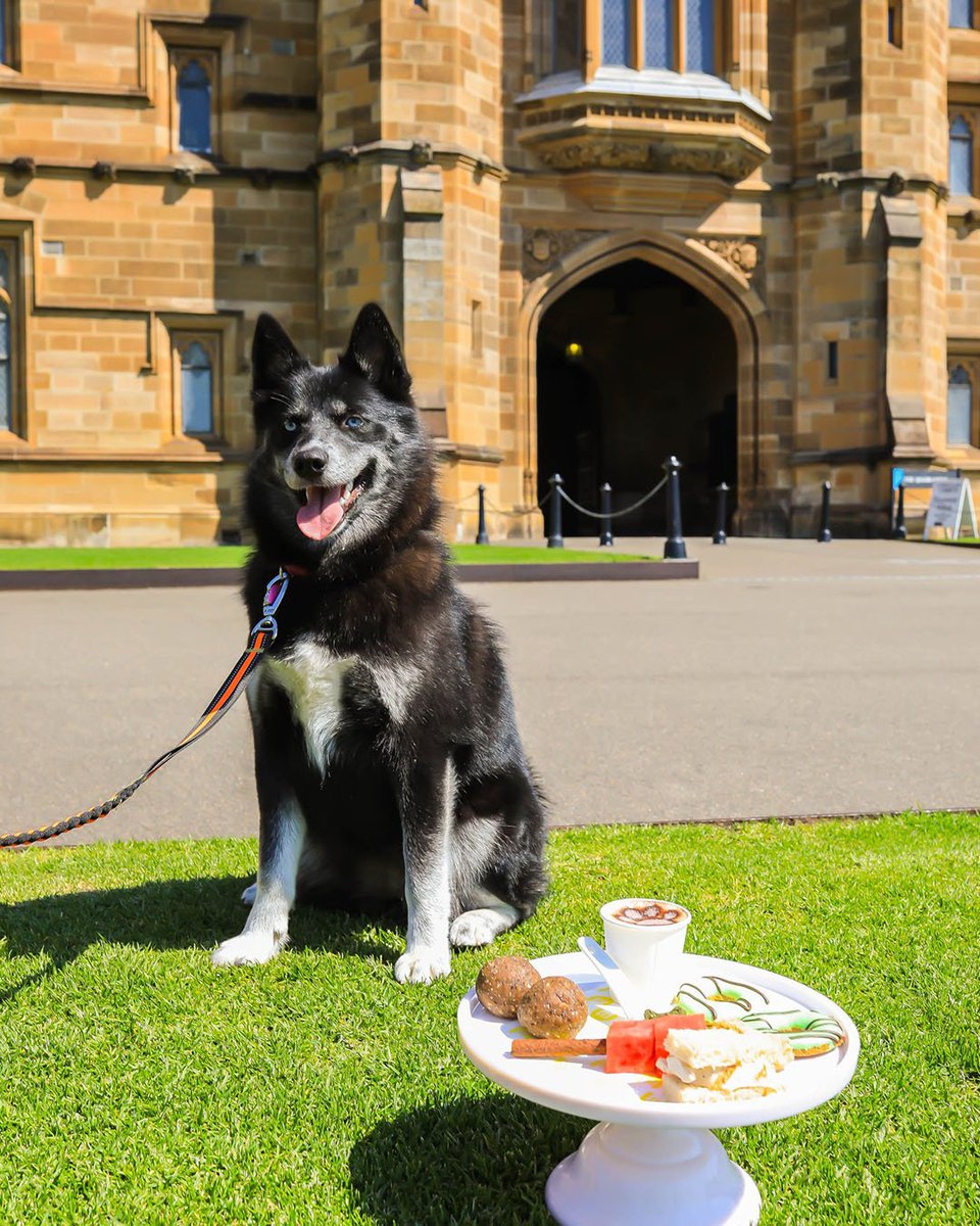 OzDogLover's tweet photo. #PoundPaws in partnership with #UniversityofSydney Union (USU) are bringing the #dogs through the gates of Sydney Uni! Meet #rescuedogs, learn from key speakers from the #animalwelfare sector and enjoy #pet related activities incl. #puppy high tea, comps!
https://t.co/FZfcp8ZeAV https://t.co/VzgPDNVq8w