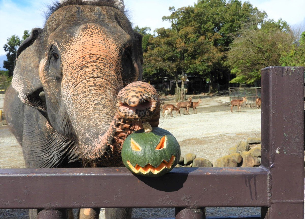 Twitter पर 那須サファリパーク ハロウィンカボチャをゾウがパクッ 本日10 30より園内ゾウ展示場前にて ゾウのハロウィン イベントが開催されます ハロウィンかぼちゃをゾウが豪快に食べる姿を是非ご覧ください がおー 那須サファリパーク ゾウ