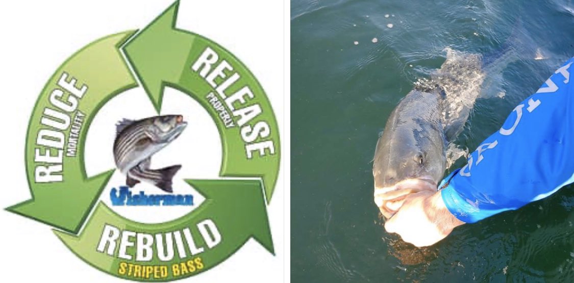 FishermanMag's tweet photo. The 3R campaign launched in the Oct. issue to raise awareness and offer insight into proper striper Release to Reduce mortality and Rebuild the striper stocks. Do your part by retweeting to get them in front of the most eyes.
#stripedbass #catchandrelease #releaseproperly https://t.co/pEOtJxVJfu