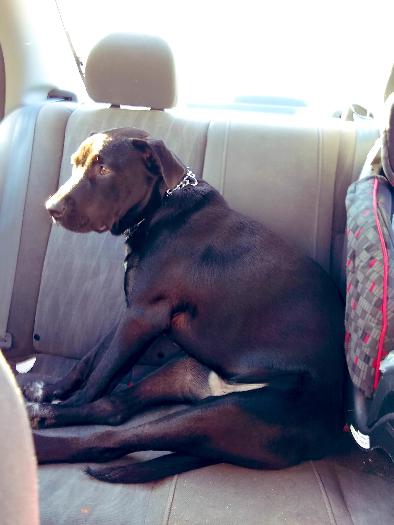 @hidekiccan 家に帰ったらカーペットが５センチぐらいえぐられて一部ロン毛になっていました。
犯人の画像はこちらです。 