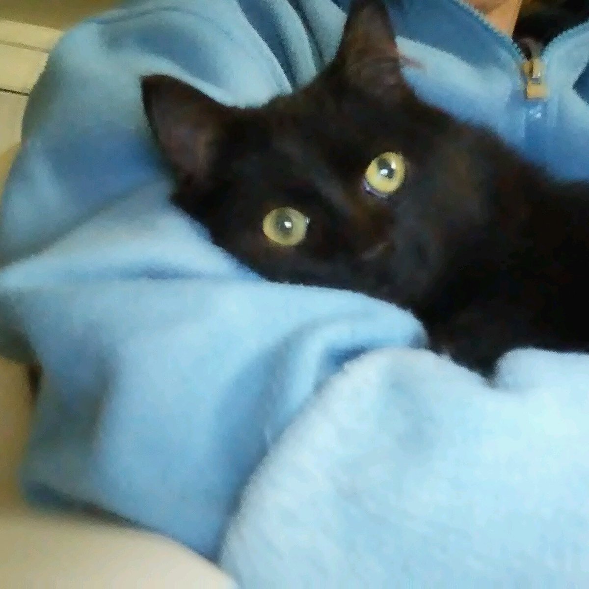 StephanieBaum1's tweet photo. Goodnight from Sash and 4 more kitties like him who will head to surgery tomorrow with Dr Kate!   Adoptions are great but making sure we end the cycle for these guys is truly what drives us!  donate at https://t.co/e7xbfv3Fp0 to help us continue to help them https://t.co/CANj6DZjpm