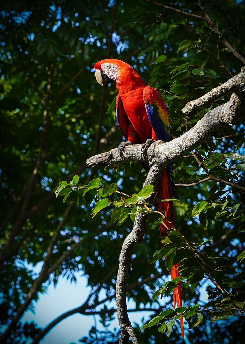 Ryanintheus's tweet photo. Who loves Macaws? These beautiful Scarlet Macaws are making a comeback in #CostaRica thanks to the Macaw Recovery Network! Learn more at https://t.co/T5q7WbCwkA
Big thanks to @GreenSpotTravel for taking me there, amazing place! 

#travel #nature #adventure #conservation #sp https://t.co/s4tlrAOEpT