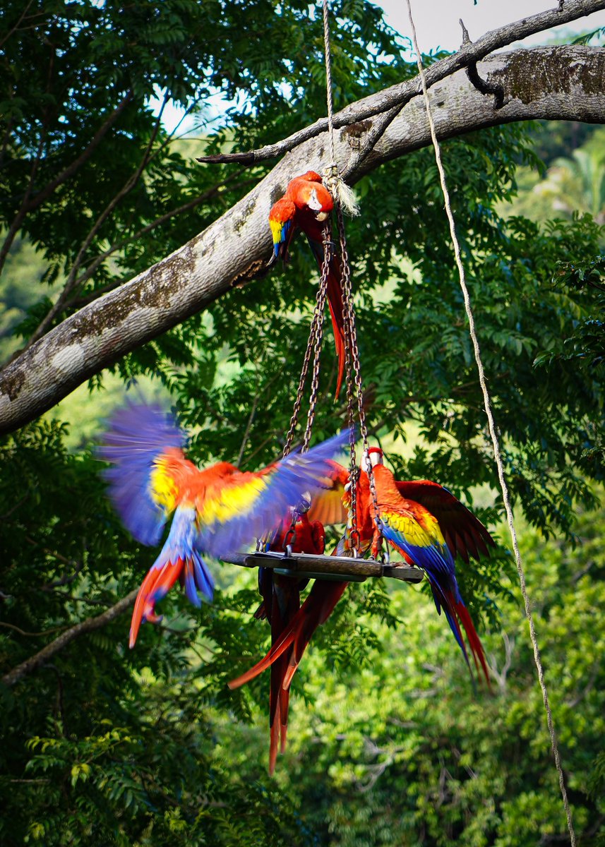 Ryanintheus's tweet photo. Who loves Macaws? These beautiful Scarlet Macaws are making a comeback in #CostaRica thanks to the Macaw Recovery Network! Learn more at https://t.co/T5q7WbCwkA
Big thanks to @GreenSpotTravel for taking me there, amazing place! 

#travel #nature #adventure #conservation #sp https://t.co/s4tlrAOEpT