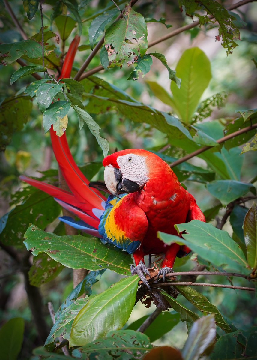 Ryanintheus's tweet photo. Who loves Macaws? These beautiful Scarlet Macaws are making a comeback in #CostaRica thanks to the Macaw Recovery Network! Learn more at https://t.co/T5q7WbCwkA
Big thanks to @GreenSpotTravel for taking me there, amazing place! 

#travel #nature #adventure #conservation #sp https://t.co/s4tlrAOEpT