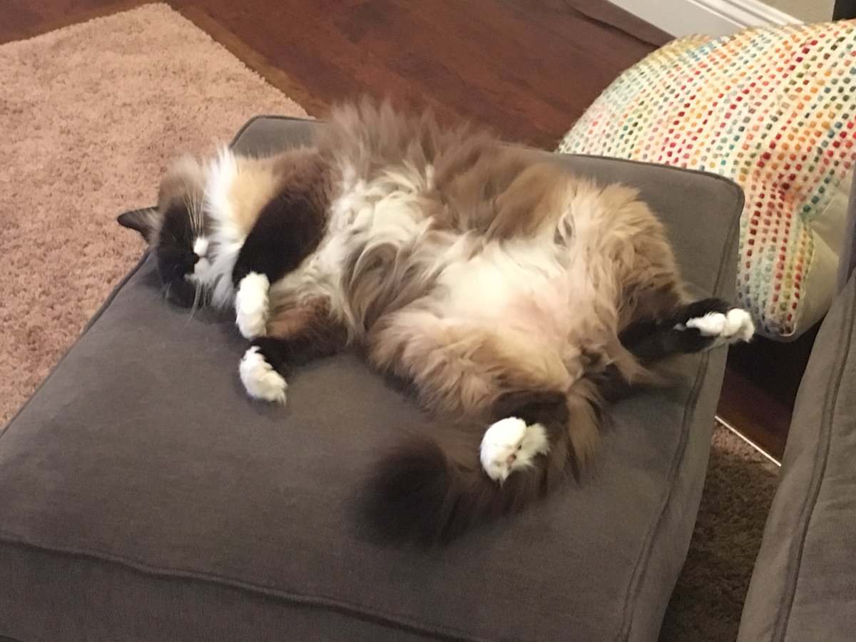 hendery as ragdolls 🐱 tweet media
