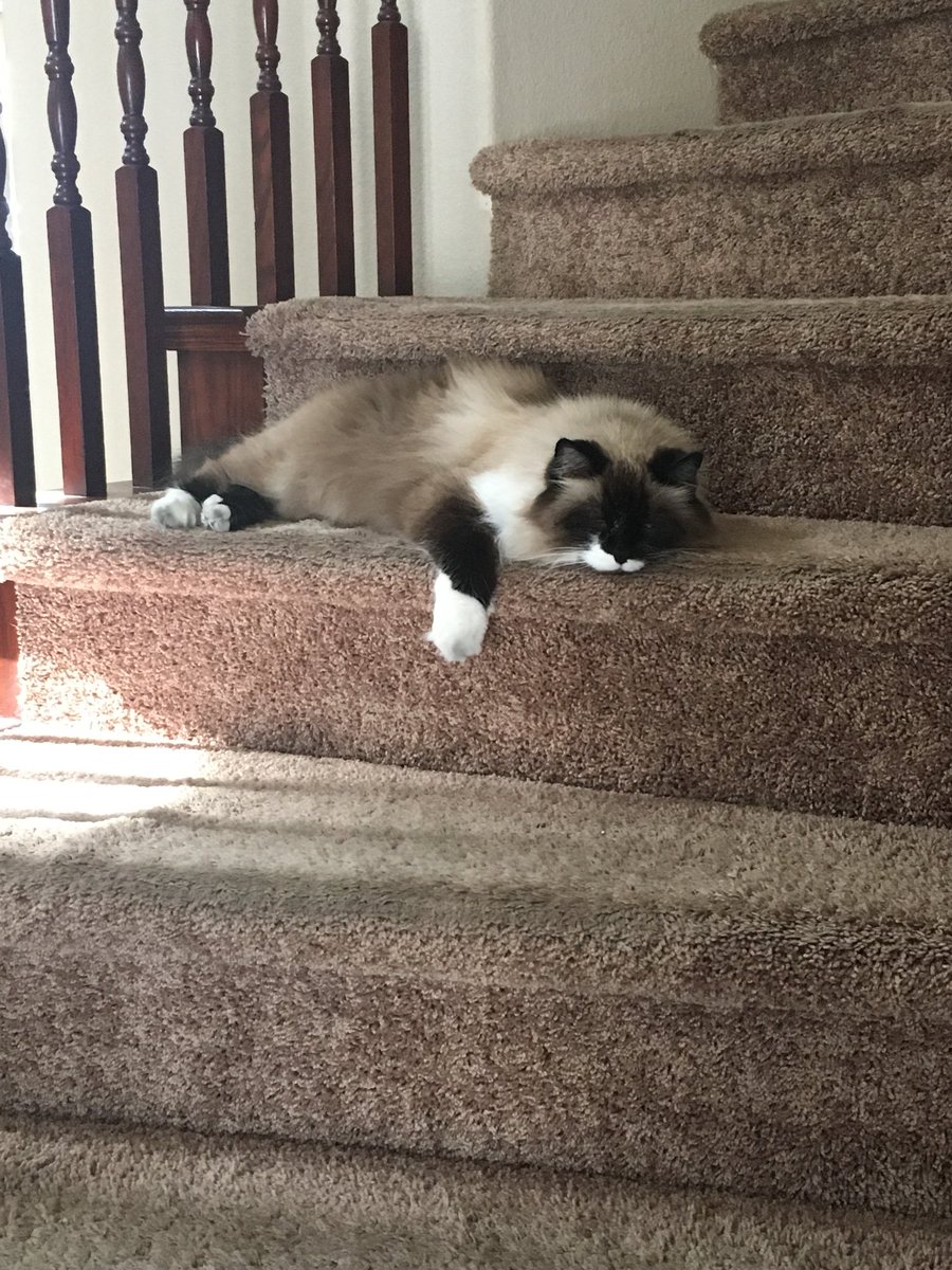 hendery as ragdolls 🐱 tweet media