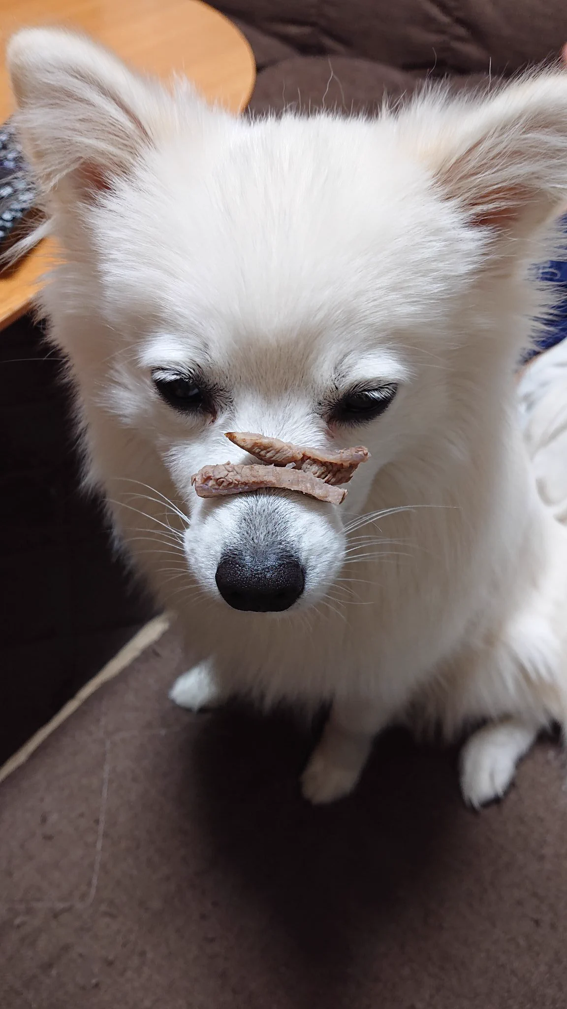 @hidekiccan うちの犬さんは待てをすると遠い目をしてます(笑) 