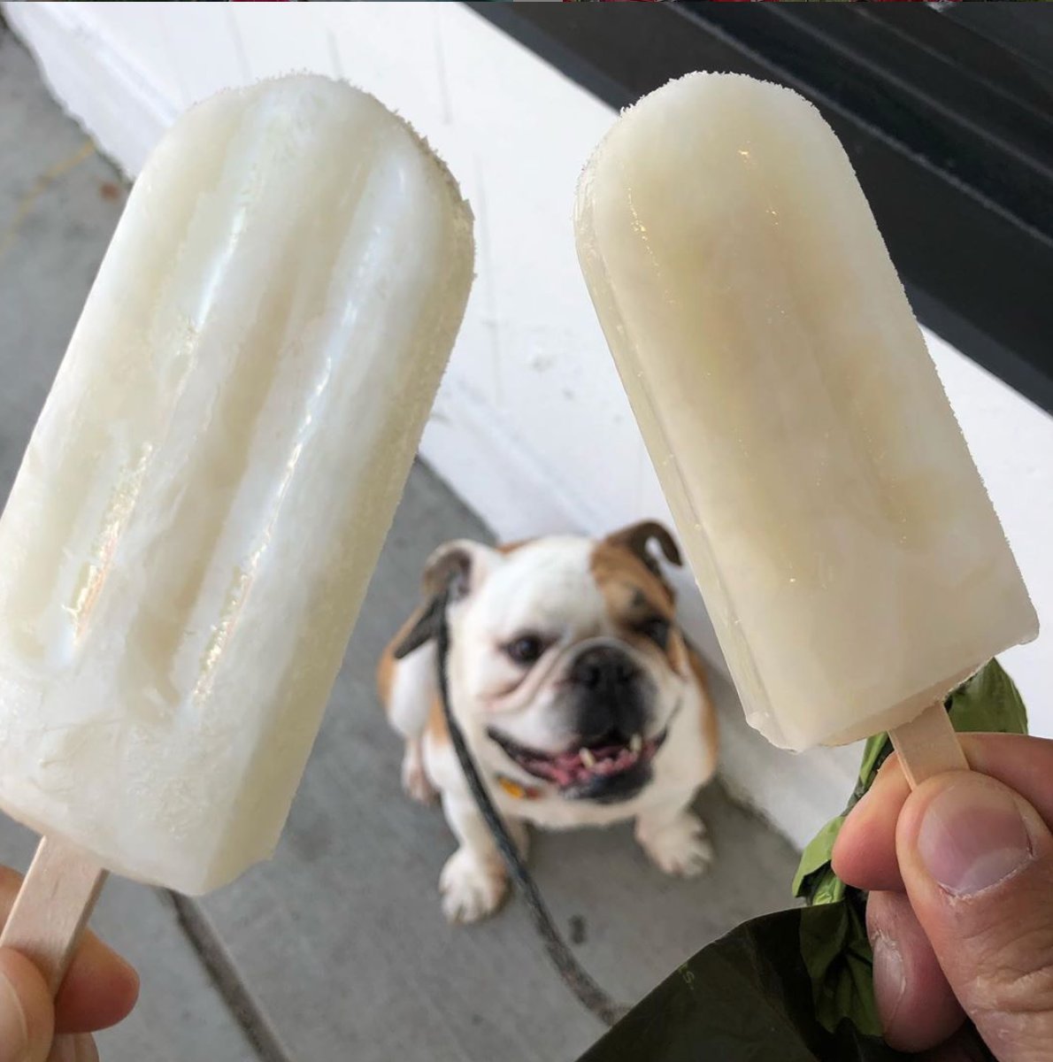 Care to share with a friend? 💛 Our all-natural paletas are locally made with love in North Vancouver using traditional recipes and organic ingredients. 
Cute 📷 @piezoelec #riconlalo #paletas #yvr #frozenfruitbar #popsicle #madeincanada #mainstreetcarfreeday #bulldog