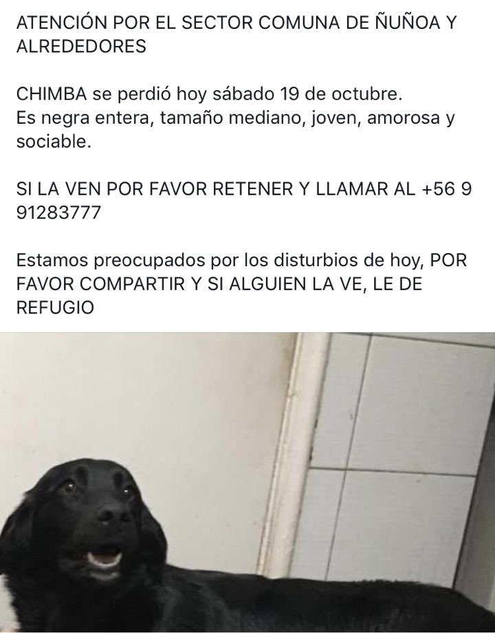 mayavillegas's tweet photo. Por favor difundir! Hoy entre medio de los disturbios perdimos a nuestra perrita Chimba, en Ñuñoa. 
@F_GarrasyPatas @BlanquitaMontt 

Ayuda 🙏🏻

Datos y foto 👇🏻 https://t.co/l7VWOc9w9W