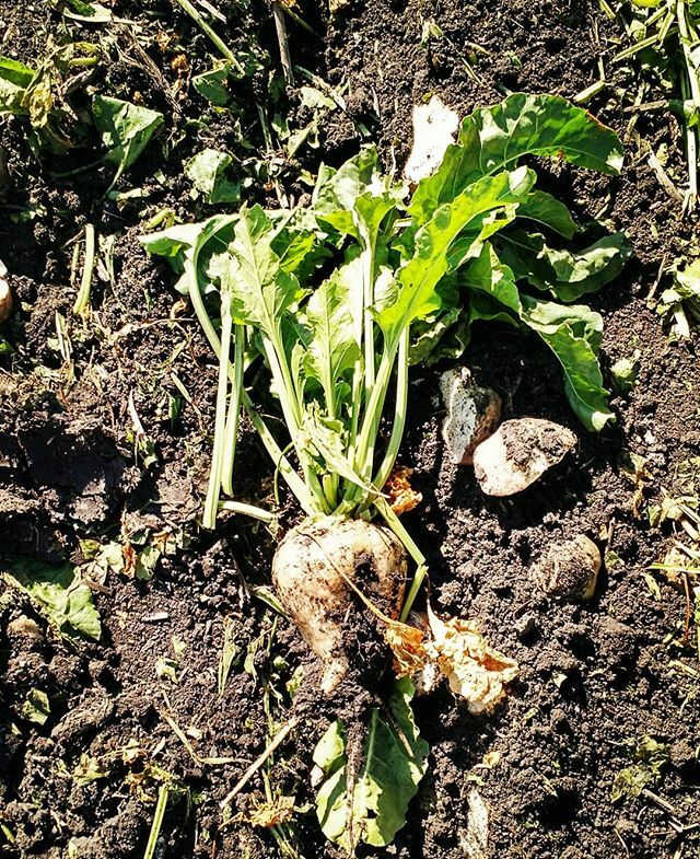 MNBeetGirl's tweet photo. Too tired for a good caption, enjoy this beet #beetharvest2019 https://t.co/NuYW52PW6E https://t.co/7q1n2UJVfq