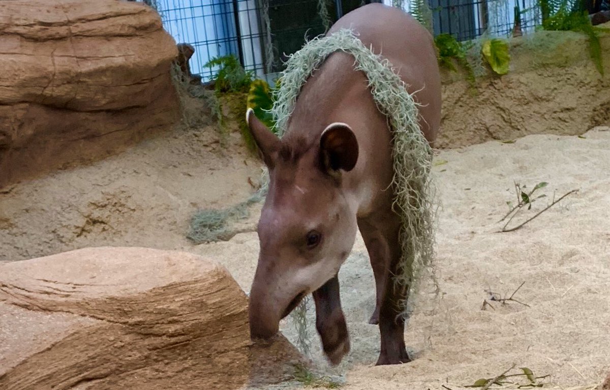 チランジア ウスネオイデス