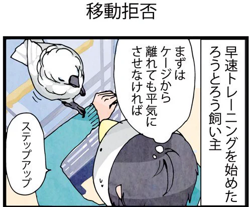 【いたずらオウムの生活雑記 最新刊発売！】今となっては自由にケージからおりて飼い主さんに突撃するろうくんも、ペットショップでの活動範囲は激狭だったようです(笑)。（Ｍ田） 