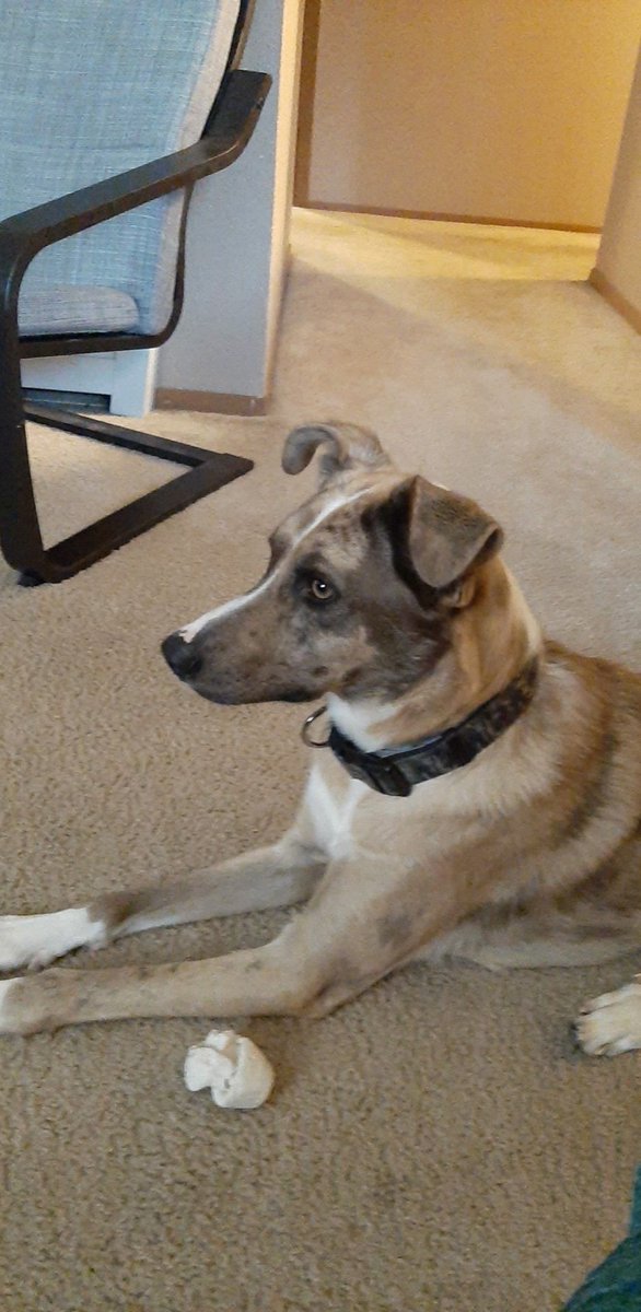 av_Ashley19's tweet photo. For those of you who don't know I finally got a dog. This is Blue a 2 year old Australian shepard mix. I couldn't have asked for a better dog.  🐕❤ https://t.co/oyjnpkDiJn