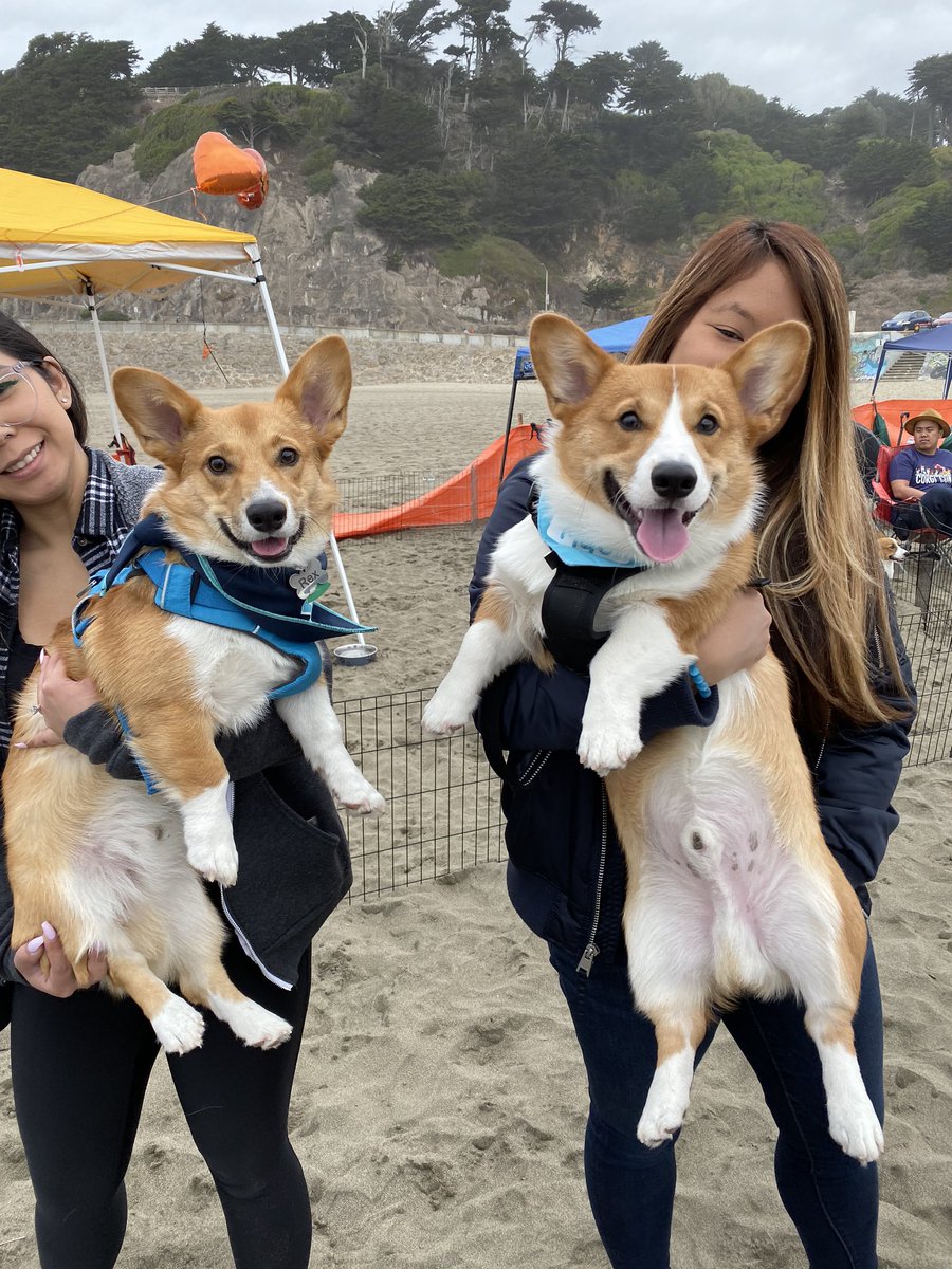 _susanchen's tweet photo. our first @corgicon met the brofurs! #CorgiCon https://t.co/uPwBwA32h0