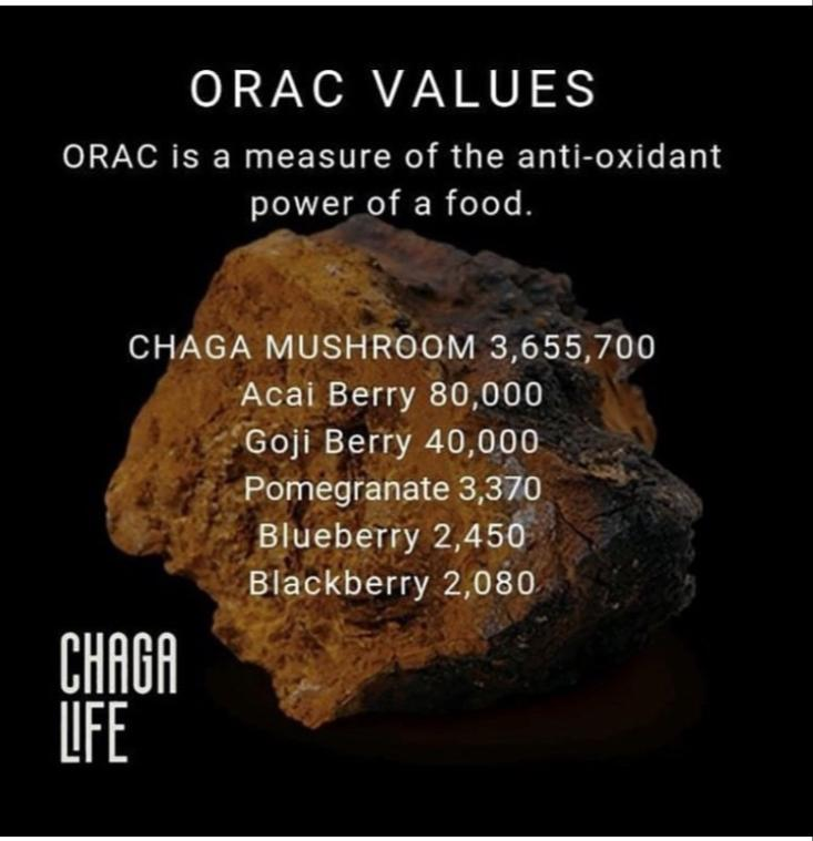 Boost overall health

Antioxidants help neutralize free radicals in our bodies

If free radicals are left unchallenged, they can cause a wide range of illnesses and chronic diseases

chagalife.co.uk

#chaga #chagamushroom #medicinalmushrooms #vegans #whatveganseat