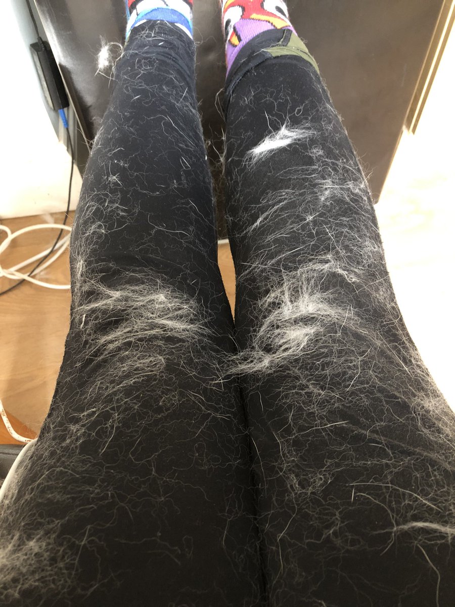 Kirstylu29's tweet photo. So you’d like to own a husky? 
I just walked past one of mine. #furbomb #shedding #husky #huskiesoftwitter #dogsoftwitter #oddsocks https://t.co/MB8F3ip5YT