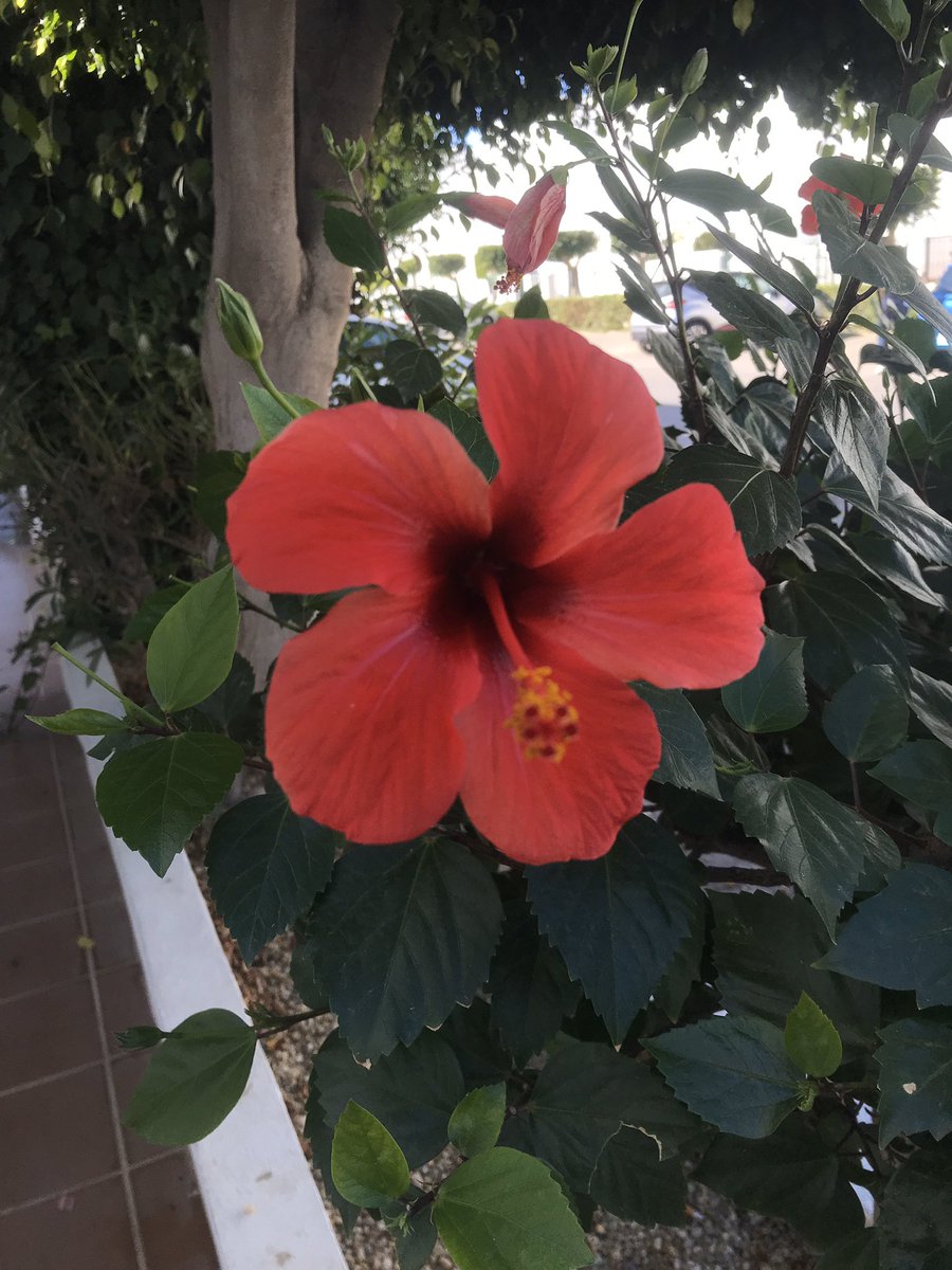 Flores muy bonitas en españa🤩