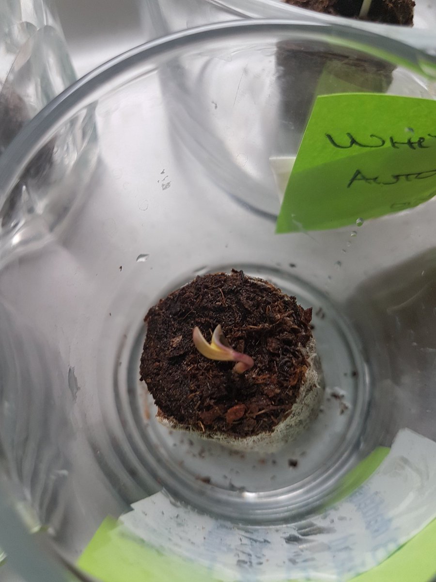 Sophie_MJ's tweet photo. Y dos dias después como siempre las mas precoces ya están asomando la cabecilla🤩🤩🤩
Me flipa veros nacer ❤🌱
#MiMedicina
#LaSofiJardinera 👩🏼🌾
#BlueKushAuto 💙
#WhiteWidowXXLAuto 🖤
@Dinafem https://t.co/Btooe398De