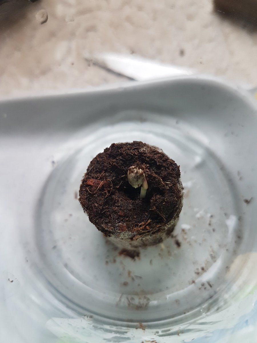 Sophie_MJ's tweet photo. Y dos dias después como siempre las mas precoces ya están asomando la cabecilla🤩🤩🤩
Me flipa veros nacer ❤🌱
#MiMedicina
#LaSofiJardinera 👩🏼🌾
#BlueKushAuto 💙
#WhiteWidowXXLAuto 🖤
@Dinafem https://t.co/Btooe398De
