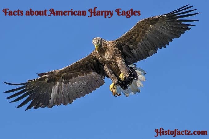 HistoFactz's tweet photo. Harpy eagles make their nests side by side. These nests are normally found in Guyana and Panama with the distance of 3 km (1.9 miles) from one another. for more facts click.....https://t.co/QWwaUt7QTj https://t.co/vWMZsca1zD