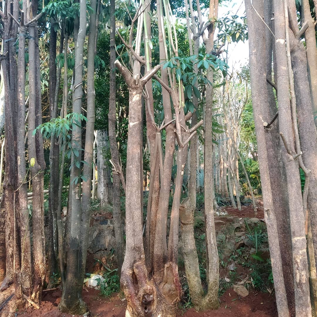 Alstonia Scholatis (pulai) instagram.com/p/B31bLZmF6SR/…