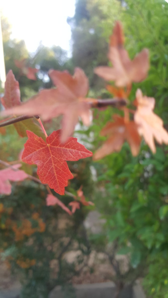 TravelSprvisors's tweet photo. El #otoño .

#nature #tree #aragon #zaragoza https://t.co/9zCxU0ALIe