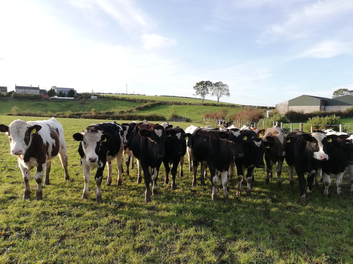 eliz_annett's tweet photo. The farm life.
#howispendmyweekends π©βπΎ
#countrylife
#farming https://t.co/y7ziWHMOYg