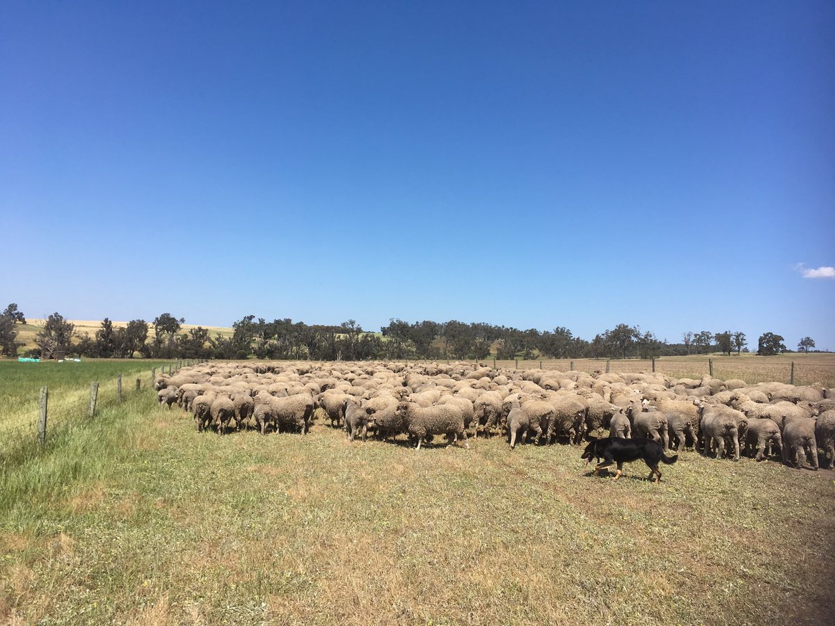 waplow's tweet image. This could be the slowest mob of sheep in the world #takingforever
