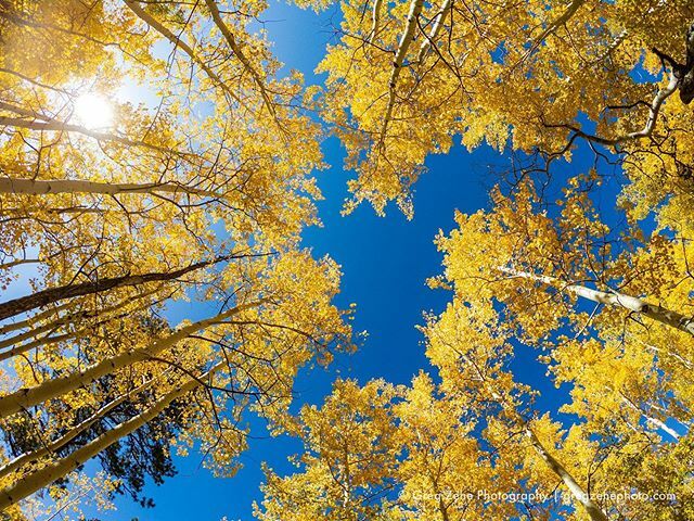 GregZehePhoto's tweet photo. Fall is in full effect in Flagstaff... finally. https://t.co/fTmSqwgSAf https://t.co/tpYWoI4qHr