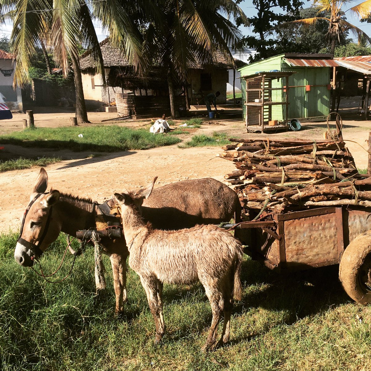 Mama donkey and her foal (kid? No idea what a baby donkey is called! 😂) hauling wood in Pangani in the north of Tanzania. #tanzania #tanzanite #donkeytrekking