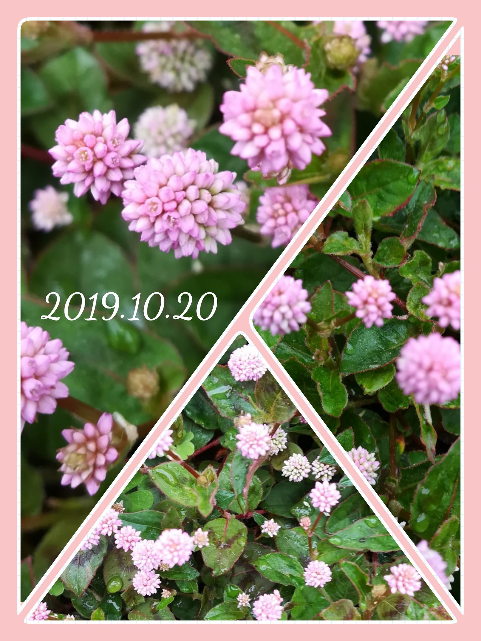 金平糖のような花 Twitter Search Twitter