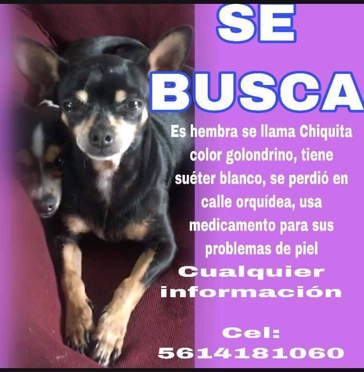 osoconplayera's tweet image. Ayuda, para que regresé a su casa.
 Se perdió el día 18 de octubre de 2019 a las 3:00 de la tarde, en calle orquídea, col. Hank González, en Ecatepec, traía puesto un suéter blanco, es una Chihuahua hembra,golondrina, de 8 años, tiene una enfermedad de la piel.
